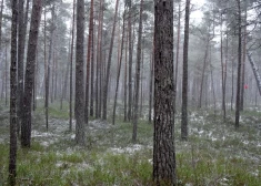 Nedēļas nogalē gaisa temperatūra noslīdēs zem nulles