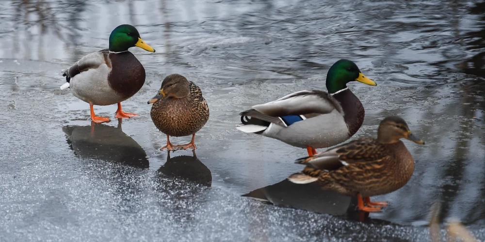 Trešdiena Latvijā kļuvusi par siltāko 10. decembri novērojumu vēsturē. 