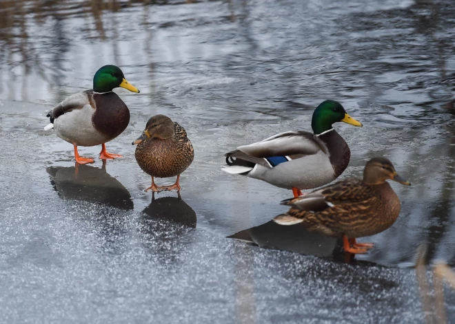 Trešdiena Latvijā kļuvusi par siltāko 10. decembri novērojumu vēsturē