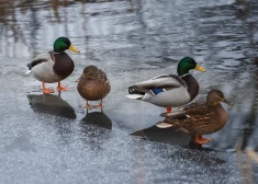 Среда стала самым теплым 10 декабря в истории Латвии