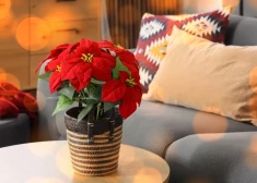 Kā rūpēties par Ziemassvētku zvaigzni, lai tā no košas skaistules nepārvērstos par noplukušu stiebriņu