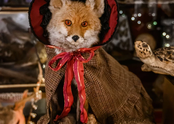 Крупнейшая литовская Пакруойская усадьба открыла зимний сезон и приглашает гостей на «Мастерские рождественских приключений».