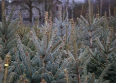 ZAAO arī 2026. gadā nodrošinās Ziemassvētku eglīšu nodošanu bez maksas