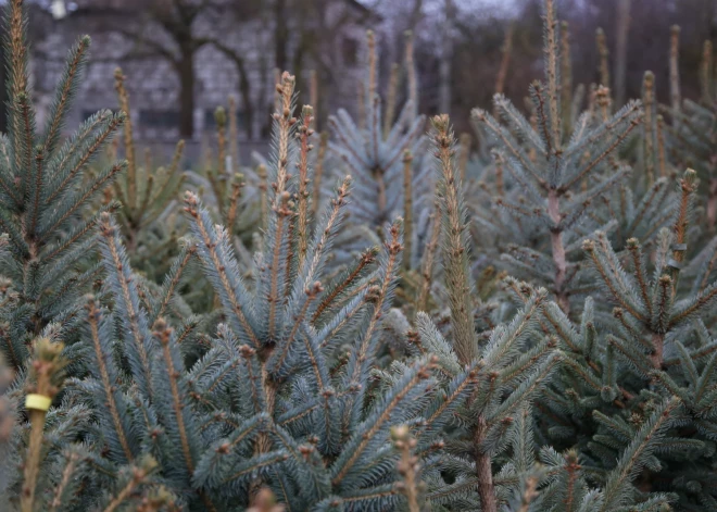ZAAO arī 2026. gadā nodrošinās Ziemassvētku eglīšu nodošanu bez maksas
