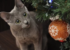 Var notikt kas negaidīts, taču pārmaiņas būs uz labu - horoskops visām zodiaka zīmēm no 22.12. līdz 28.12.