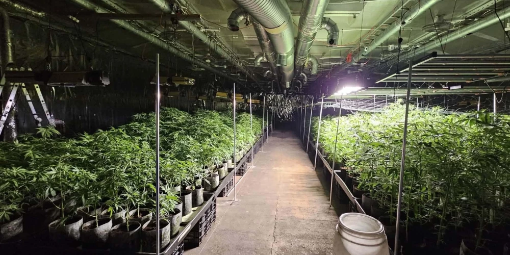 Talsu novadā likvidēta liela apjoma marihuānas audzētava.