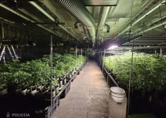 Talsu novadā atklāta milzu marihuānas audzētava: 1500 stādi un aizliegts signāla slāpētājs