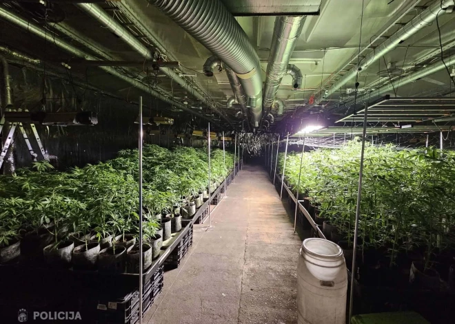 Talsu novadā atklāta milzu marihuānas audzētava: 1500 stādi un aizliegts signāla slāpētājs