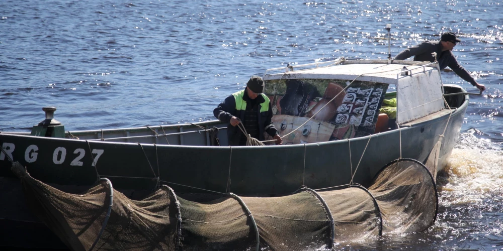 Valsts zinātniskā institūta "BIOR" zivju audzētavā audzētie lašu un taimiņu mazuļi tiek ielaisti Daugavā netālu no Ziemeļu mola bākas pēc AS "Latvenergo" pasūtījuma, tādējādi kompensējot zivju resursiem nodarīto kaitējumu no pašu darbības.