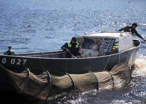 Valsts zinātniskā institūta "BIOR" zivju audzētavā audzētie lašu un taimiņu mazuļi tiek ielaisti Daugavā netālu no Ziemeļu mola bākas pēc AS "Latvenergo" pasūtījuma, tādējādi kompensējot zivju resursiem nodarīto kaitējumu no pašu darbības.