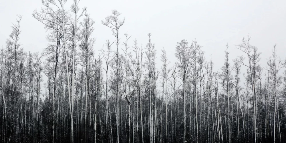 Иллюстративное фото.