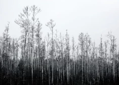 В пятницу после теплой ночи воздух станет прохладнее