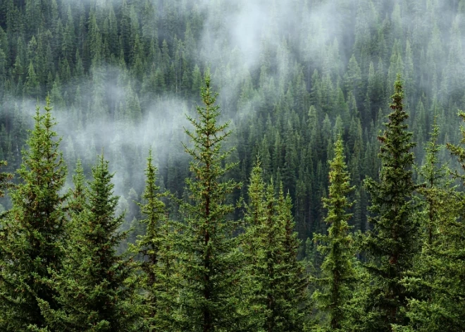 Ķekavas novada pašvaldības mežos veiks sanitārās cirtes