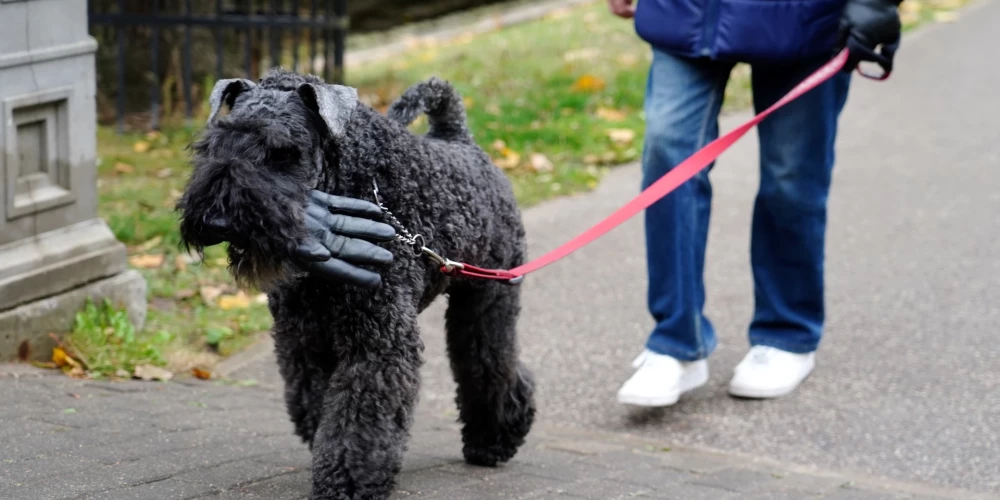 Latvijā ar ziemeļu vēju sāks ieplūst vēsāks un sausāks gaiss.