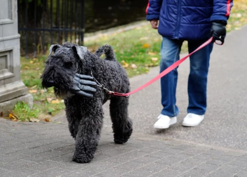 Latvijā ar ziemeļu vēju sāks ieplūst vēsāks un sausāks gaiss.