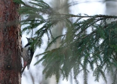 Nākamnedēļ laikapstākļi atkal mainīsies - Latvijā atgriezīsies siltāks laiks