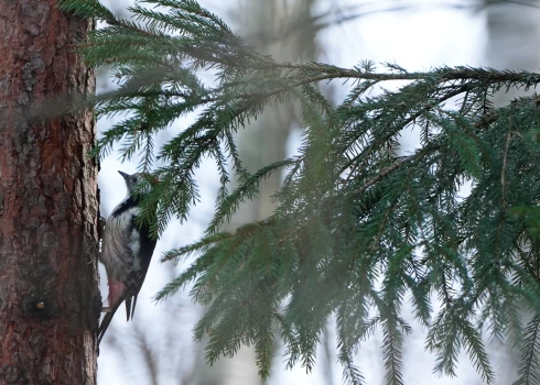  Latvijā gaidāms neliels sals un sniegs, bet tas būs īslaicīgs.