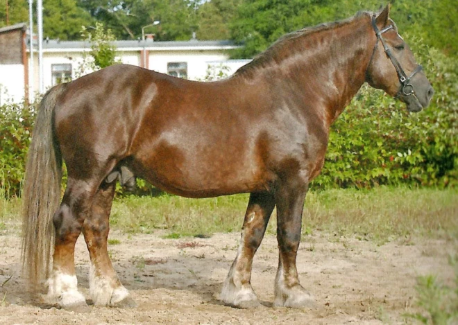 Latvijas ardenis ir neliela auguma, bet ļoti spēcīgs un masīvs vezumnieku tipa zirgs (aukstasiņu). Raksturīga ļoti mierīga daba, izturība un spēja veikt smagus vilkšanas darbus. Šķirne ir kritiski apdraudēta mazā skaita dēļ.