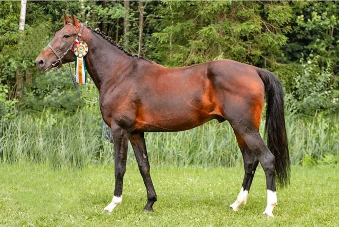 Latgales rikšotāju zirgu šķirni Latvijā visvairāk audzēja Latgalē. Vietējiem zirgiem piemita unikālas īpašības – izturība, pieticība barības un turēšanas apstākļu ziņā. Jaunzirgu vecumā tie jau daudz strādāja, bija paklausīgi un labdabīgi.