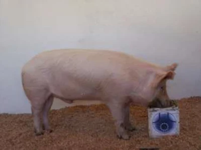 Latvijas baltā cūka ir šķirne, kas izveidota 20. gadsimtā, krustojot vietējās cūkas ar Jorkšīras šķirni. Tās ir piemērotas vietējiem apstākļiem, sivēnmātēm ir labas mātes īpašības un auglība. Tomēr mūsdienās tās audzē reti, jo patērētāji pieprasa liesāku gaļu (šai šķirnei ir biezāks speķa slānis), turklāt populāciju smagi ietekmējis Āfrikas cūku mēris.