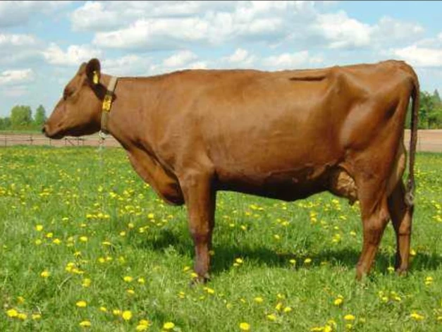 Latvijas brūnā govs ir vēsturiski nozīmīgākā Latvijas piena šķirne. Šīs govis ir pieticīgas un izturīgas, tās spēj saražot pienu ar augstu olbaltumvielu un tauku saturu, izmantojot vienkāršāku zāles lopbarību. Mūsdienās tās tiek saglabātas kā ģenētiskais resurss, jo industriālajā ražošanā tās aizstāj ražīgākas ārvalstu šķirnes.