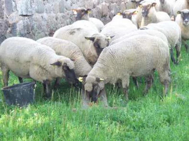 Latvijas tumšgalve ir vienīgā Latvijā selekcionētā aitu šķirne. Tās ir ātraudzīgas, ar labu gaļas kvalitāti, piemērotas mūsu mitrajam klimatam. Aitas ir izturīgas un labi izmanto ganības.