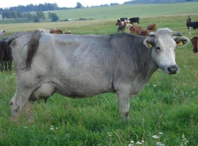 Latvijas zilā govs – unikāla un leģendām apvīta šķirne (tās sauc arī par “jūras govīm”), kas īpaši pielāgojusies piejūras reģionu pieticīgajai barības bāzei. Šīs govis ar zilganpelēko apmatojumu ir ļoti izturīgas un veselīgas – šķirnei nav konstatēti saslimšanas gadījumi ar leikozi. Tās uzskatāmas par Latvijas simbolu.