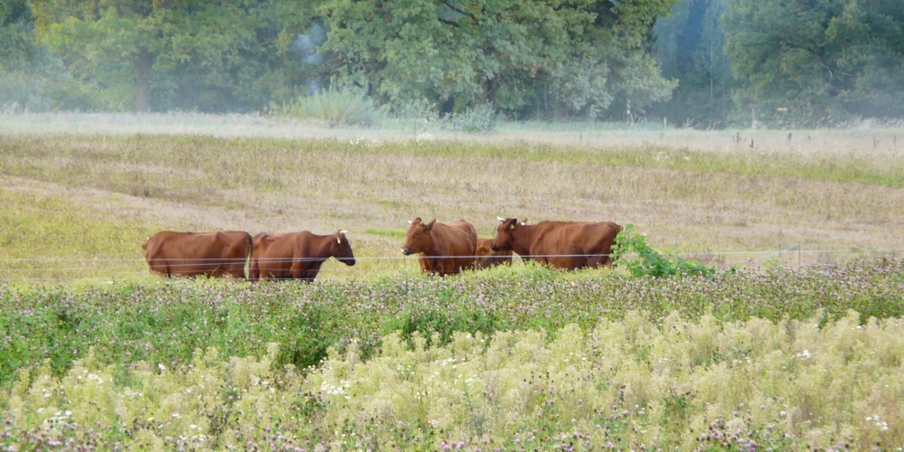 Latvijas brūnās govis lieliski izskatās lauku ainavā.