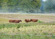 Latvijas vietējās šķirnes – nacionālā bagātība