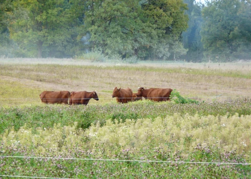 Latvijas brūnās govis lieliski izskatās lauku ainavā.
