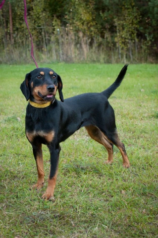 Latvijas dzinējsuns ir vienīgā Latvijā izveidotā suņu šķirne. Šis medību suns paredzēts dzīvnieku dzīšanai mežā (ar balsi). Šķirnei raksturīga neatlaidība, laba oža un orientēšanās spēja, kā arī nosvērts raksturs, kas ļauj to turēt arī kā mājas mīluli.