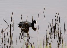 Тело 6-летнего ребенка, оставленного одного на улице, было найдено в пруду на заднем дворе - дело против матери передано в суд