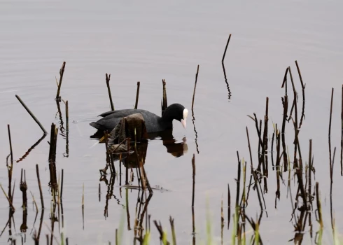 Шестилетний ребенок утонул в пруду из-за халатности своей матери.