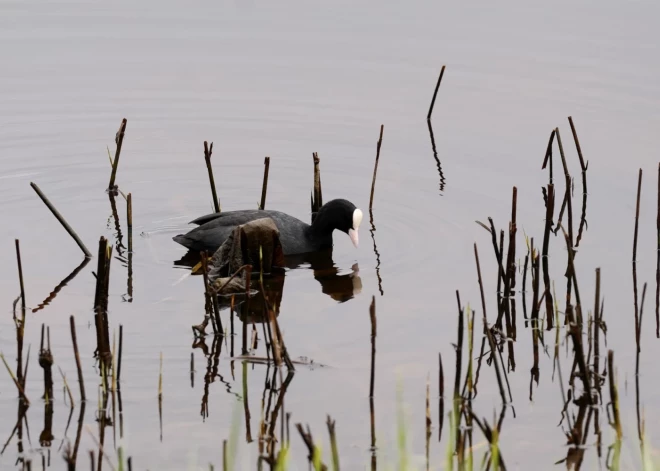 Тело 6-летнего ребенка, оставленного одного на улице, было найдено в пруду на заднем дворе - дело против матери передано в суд
