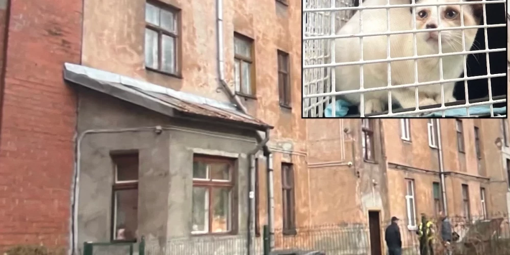 Когда кошек конфисковали, их владелица напала на сотрудников экстренных служб.