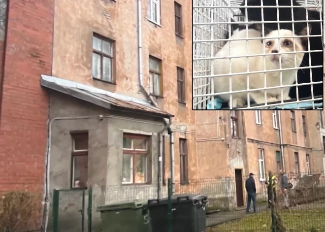 "Запах мочи был ужасным!" Женщина на Саркандаугаве держала в однокомнатной квартире 23 кота