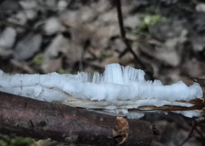 FOTO: Krimuldā novērota reta dabas parādība – "ledus mati"