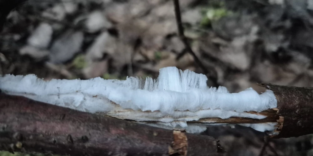 Krimuldā fiksēta reta dabas parādība – tā dēvētie "ledus mati".