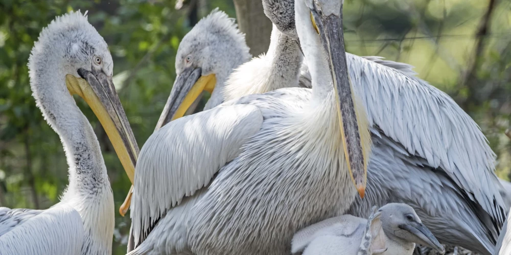 Putnu gripas uzliesmojuma dēļ likvidēti visi pelikāni.