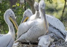 Leipcigas zooloģiskajā dārzā putnu gripas uzliesmojuma dēļ likvidēti visi pelikāni
