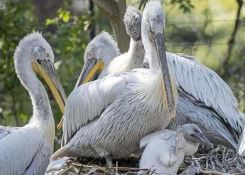 Putnu gripas uzliesmojuma dēļ likvidēti visi pelikāni.