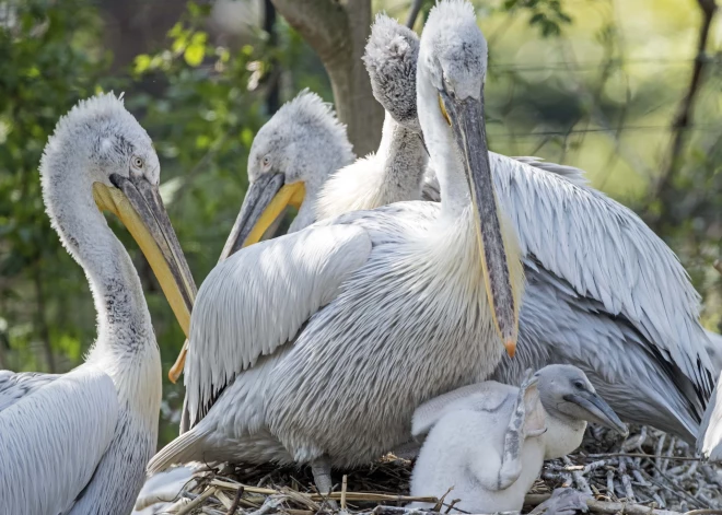 Leipcigas zooloģiskajā dārzā putnu gripas uzliesmojuma dēļ likvidēti visi pelikāni