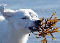 Svētdien daudzviet Latvijā gaidāmi nelieli nokrišņi