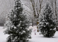Сначала сугробы до 5 см, потом дождь: что будет с погодой в понедельник