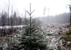 Naktī nokrišņi galvenokārt gaidāmi Latvijas austrumu daļā