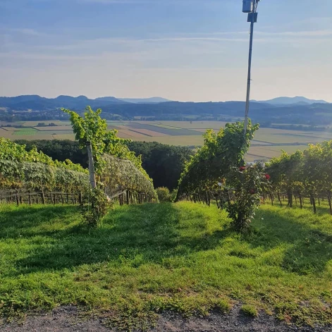 Vīnogu dārzs. Foto: no Ivitas Jakušonokas personīgā arhīva.