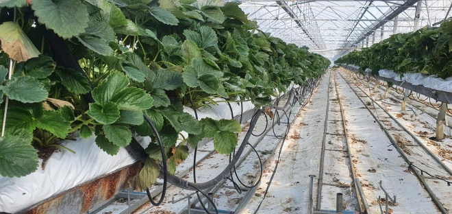 Te aug un gatavojas zemenes. Foto: no Ivitas Jakušonokas personīgā arhīva.