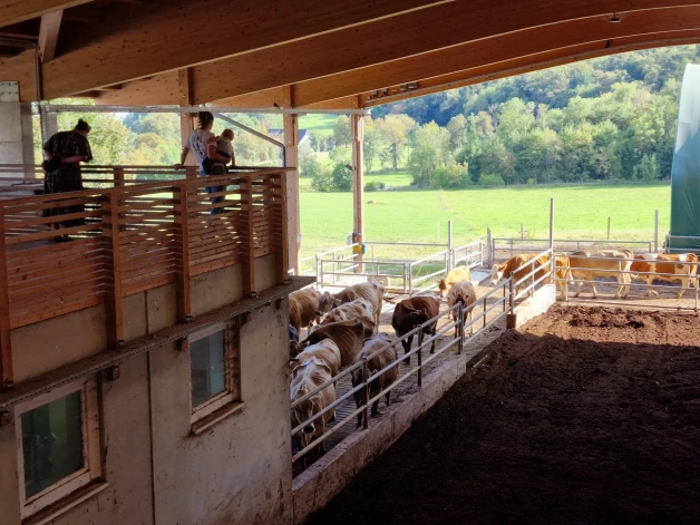Saimnieki apciemo liellopu audzētāju. Foto: no Ivitas Jakušonokas personīgā arhīva.