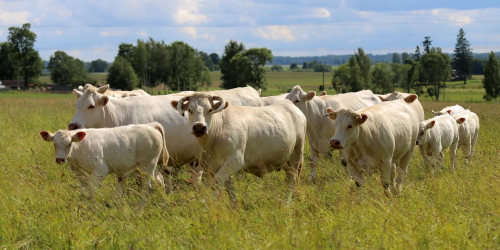 Dabisko pļavu uzturēšana nav vienkārša, bet tas ir labs veids, kā diversificēt saimniecības riskus neražas gadījumā.