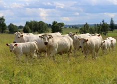 Zemniekus aicina pieteikties atbalstam bioloģiski vērtīgu zālāju atjaunošanai
